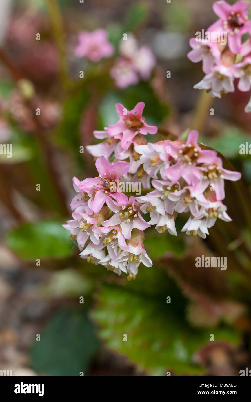 Bergenia, Dvärgbergenia del Himalaya (Bergenia stracheyi) Foto de stock