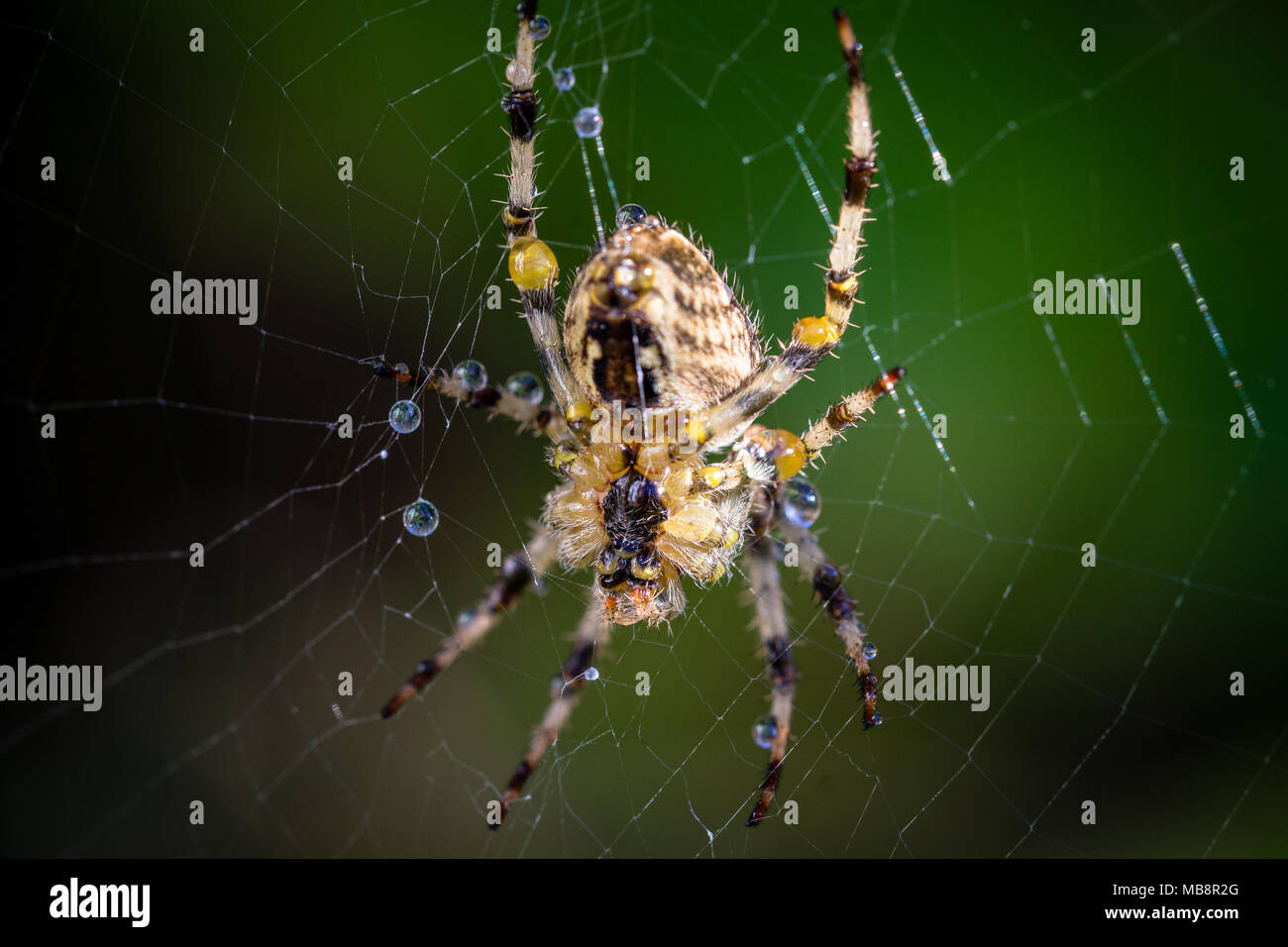 Imagen macro de la araña común húmeda del jardín (araneus diadematus) situada en su red con gotitas de agua en Londres, Inglaterra, Reino Unido Foto de stock