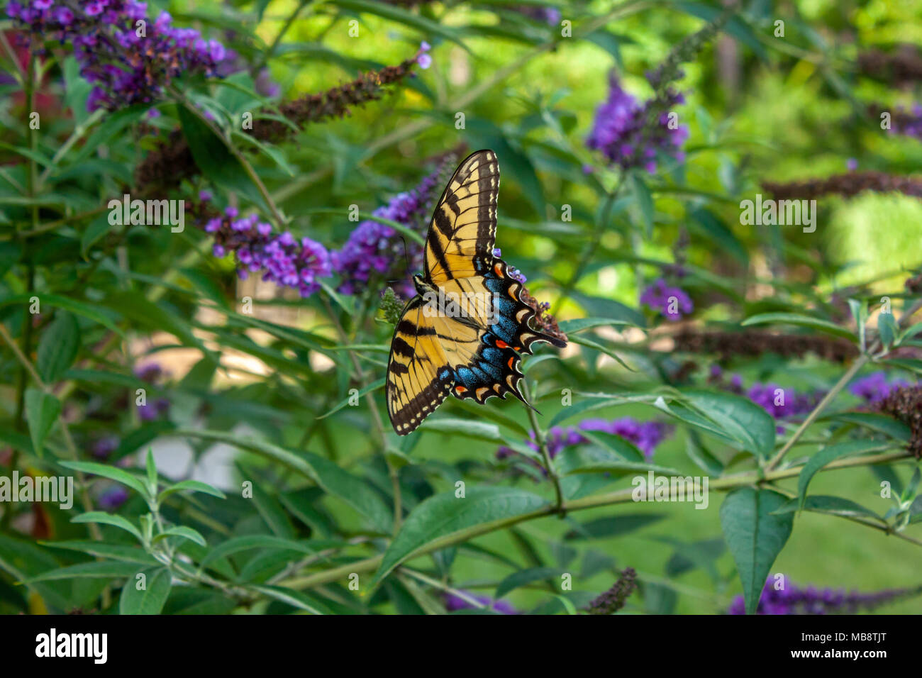 Vista de cerca de hermosa mariposa amarilla en flor violeta Foto de stock