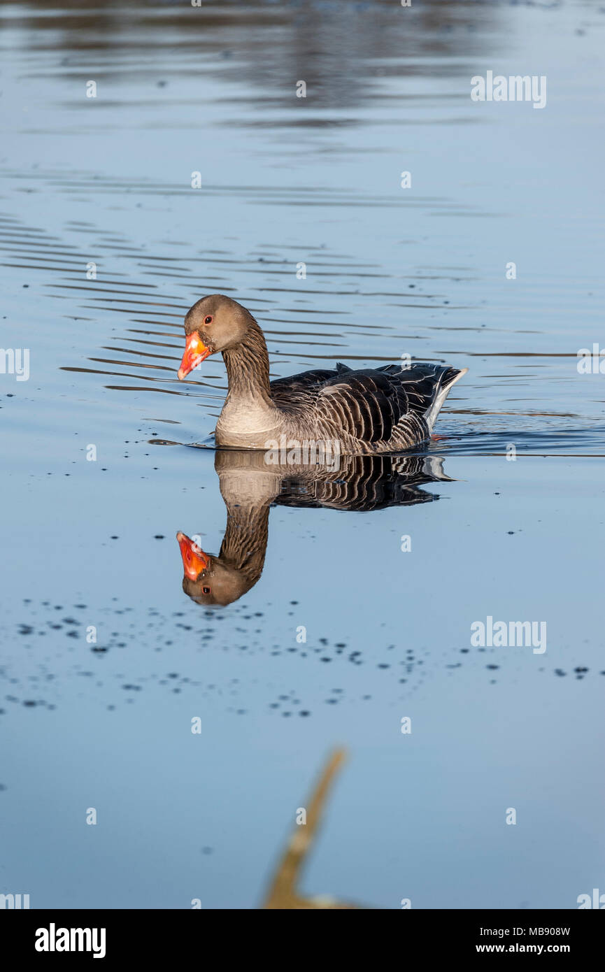 Graylag Goose, Gosforth Park Nr, RU Foto de stock