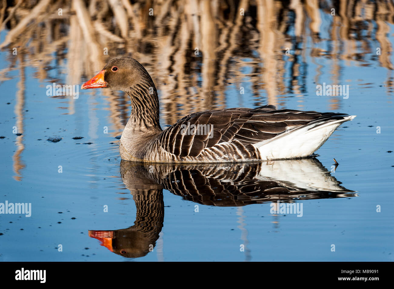 Graylag Goose, Gosforth Park Nr, RU Foto de stock