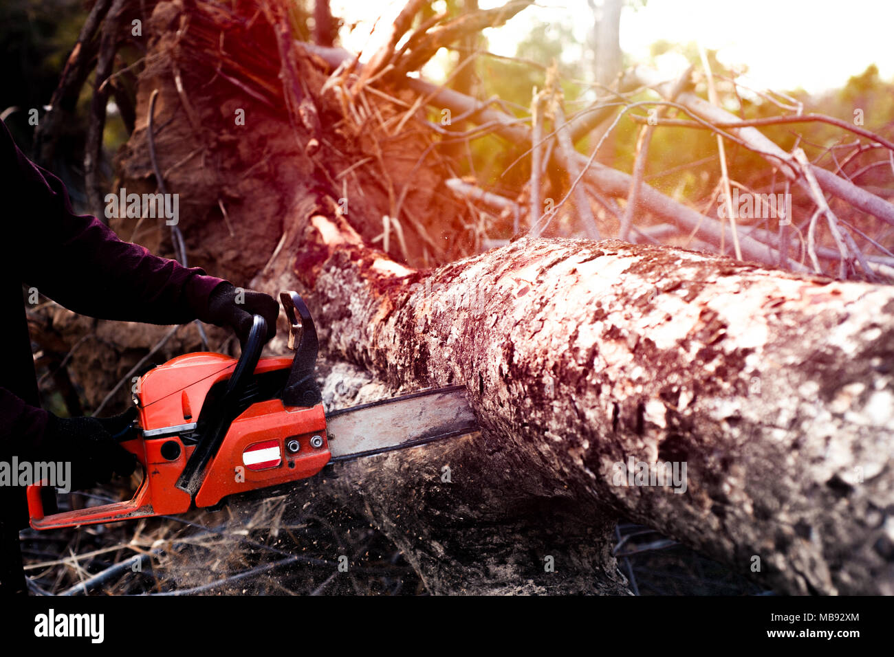 Cortador de madera fotografías e imágenes de alta resolución - Alamy