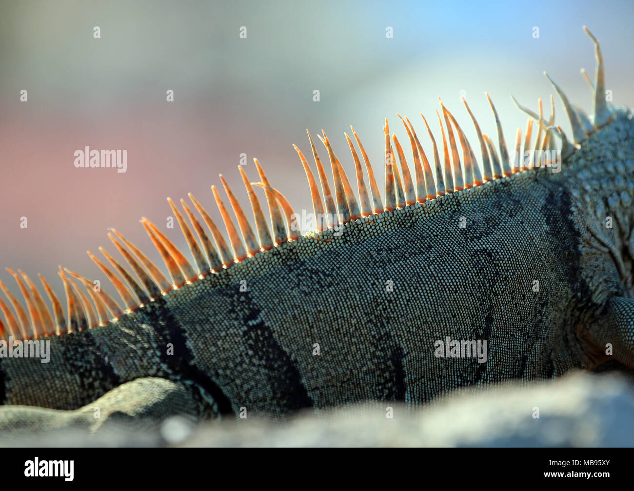 Detalle de la iguana de cola rojiza espinas Foto de stock