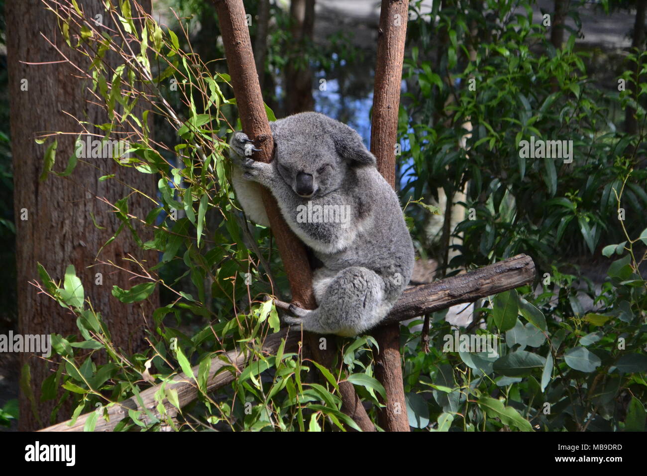 El Koala durmiendo en árbol de eucalipto frente a la cámara Foto de stock
