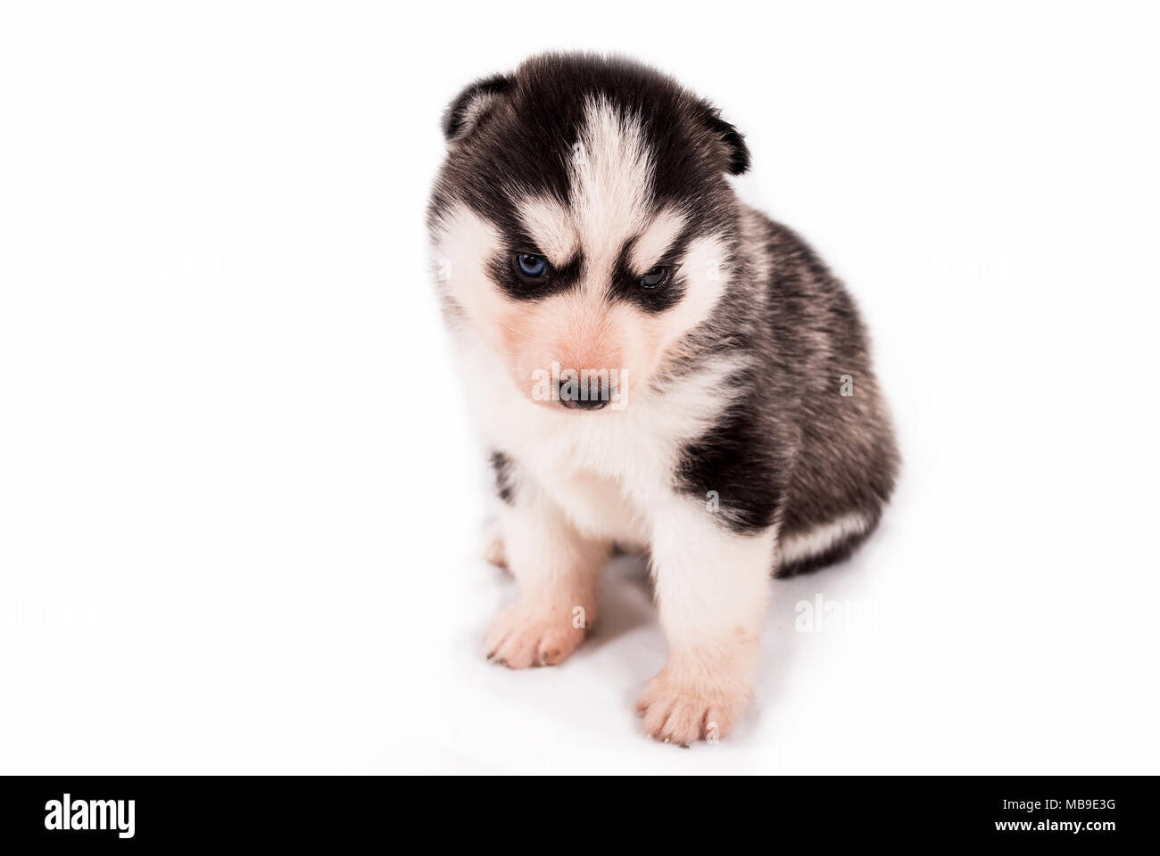 Lindo bebé cachorro Husky Siberiano posando sobre un fondo blanco  Fotografía de stock - Alamy