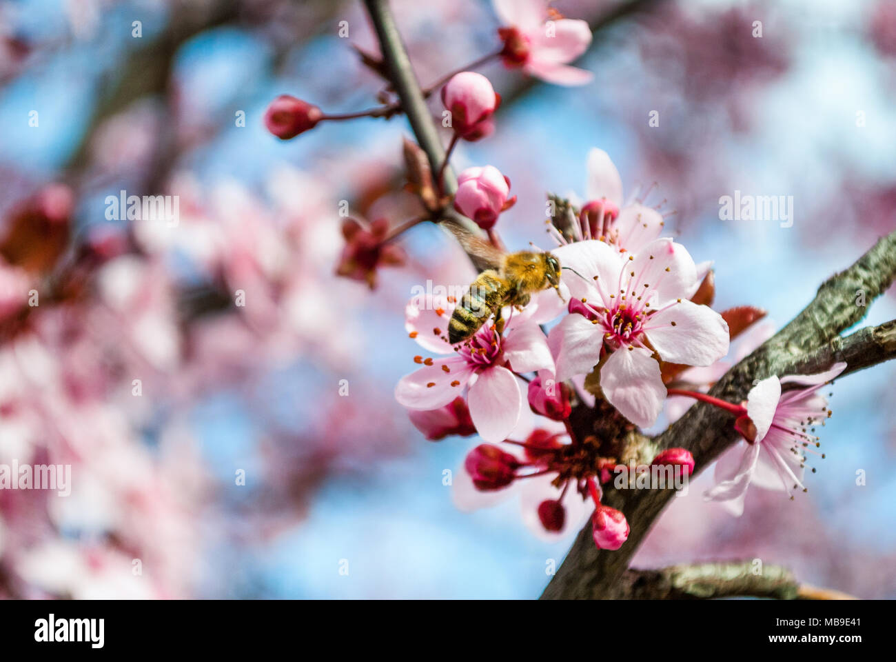 Miel de abejas polinizadoras rosa sakura, Flor de Cerezo, suave y el enfoque selectivo Foto de stock