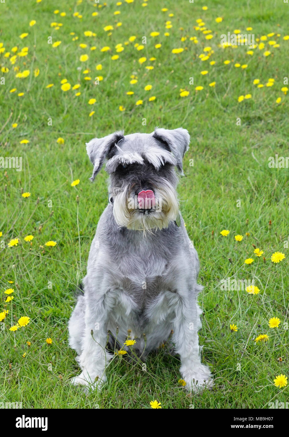 Frodo el Schnauzer perro con lengua lamiendo su nariz sentado en un campo Foto de stock