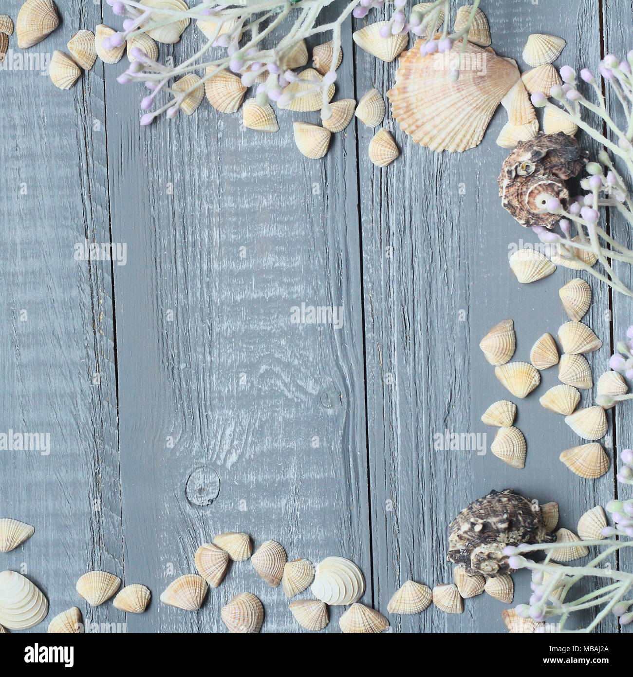 Azul de fondo de madera con hermosas conchas .copy espacio para el texto Foto de stock