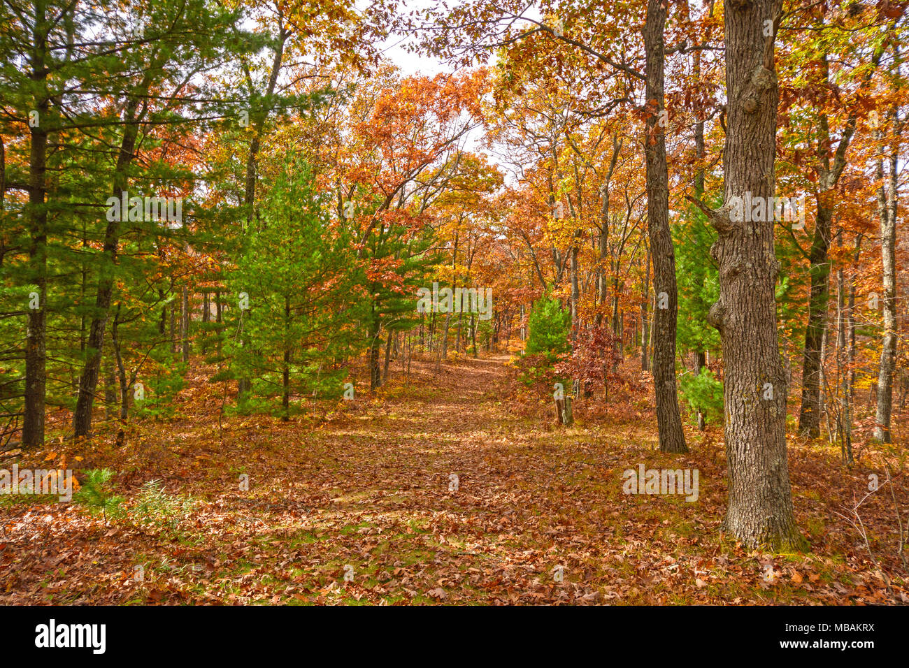Colores de otoño en un Bosque mixto en Black River State Forest en Wisconsin Foto de stock