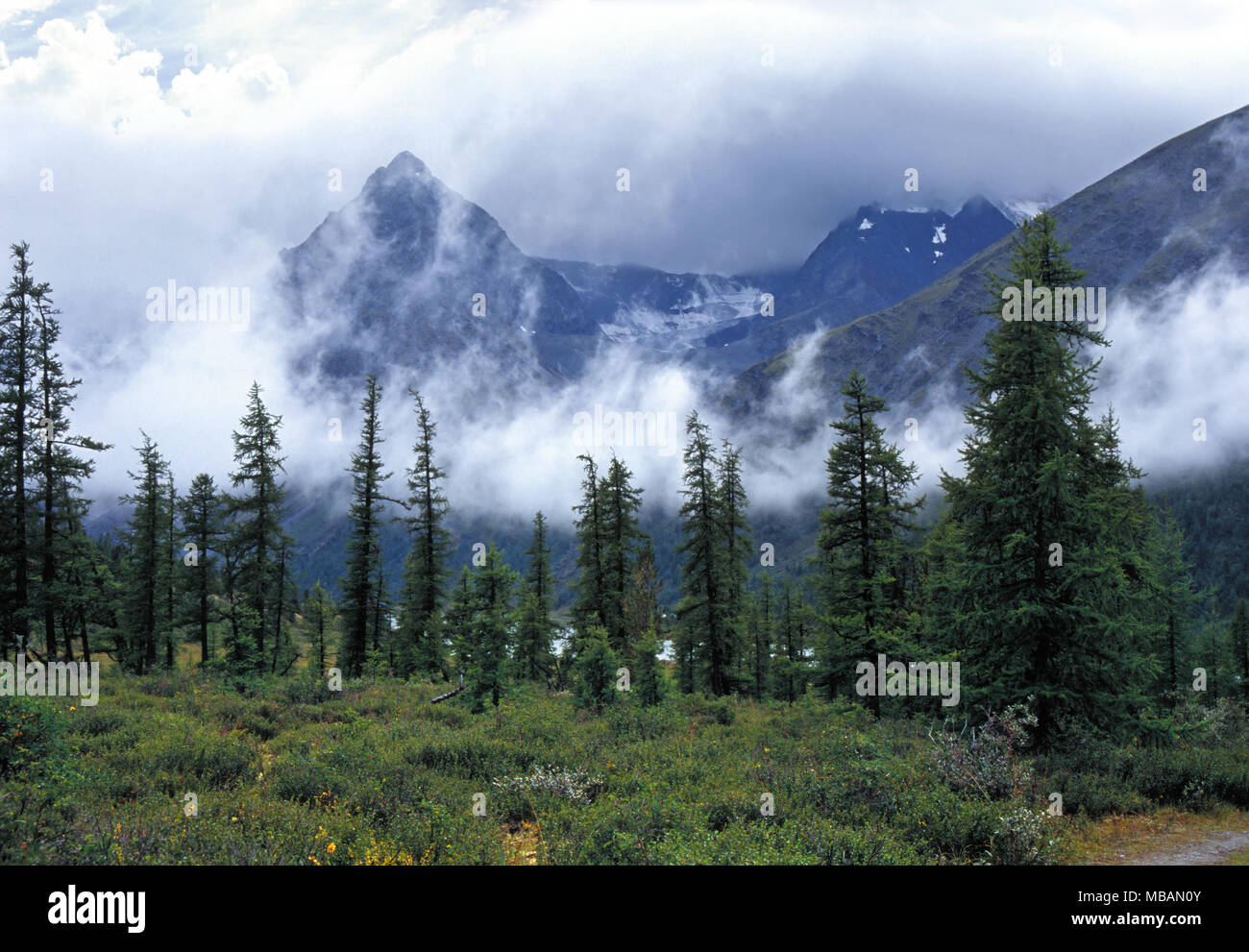 Ak-kem valle en las montañas de Altai, las nubes bajas detrás de los abetos delgado Foto de stock
