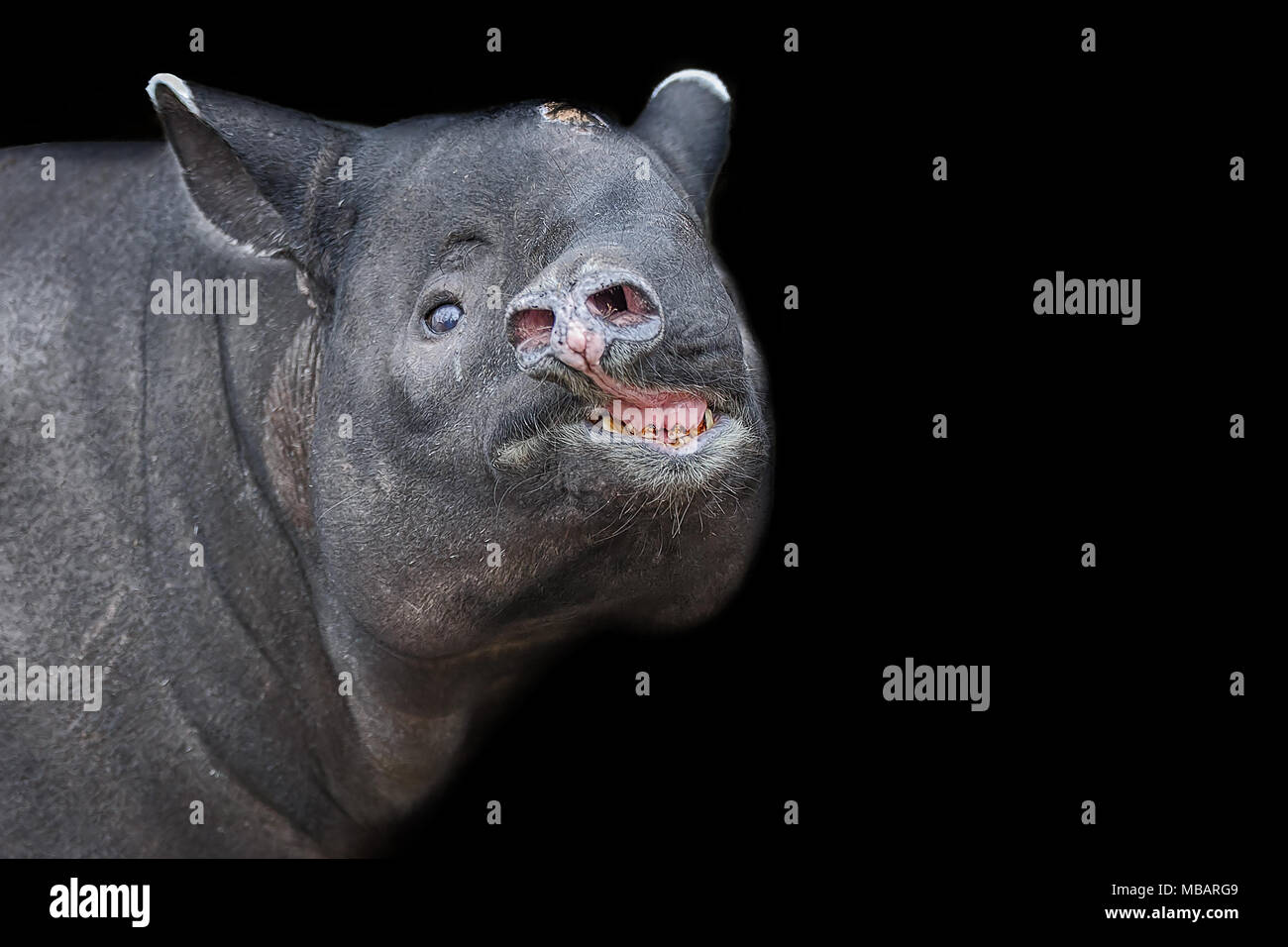 Cabeza de tapir asiático aislado de procedencia negra. Tapir malaya Foto de stock