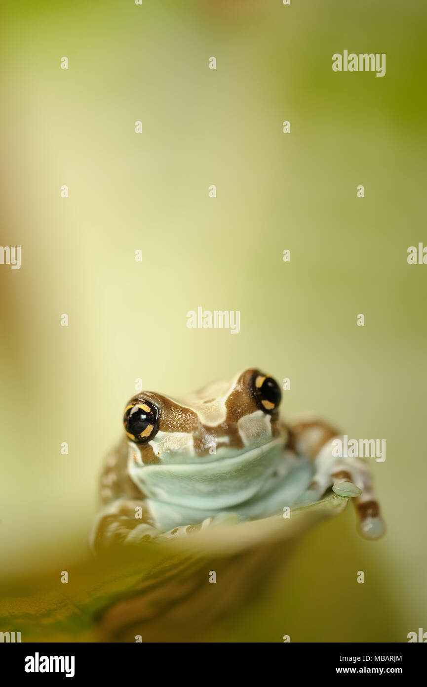 Misión golden-eyed Tree Frog caminando en la hoja Foto de stock