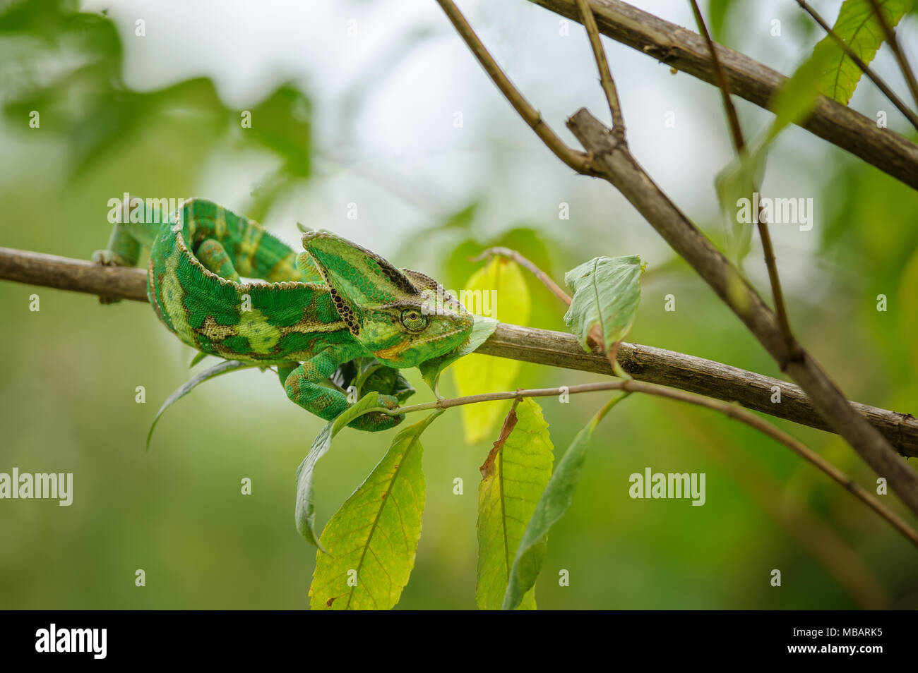 El camaleón verde y amarillo desde la parte frontal vista superior en la rama de árbol Foto de stock