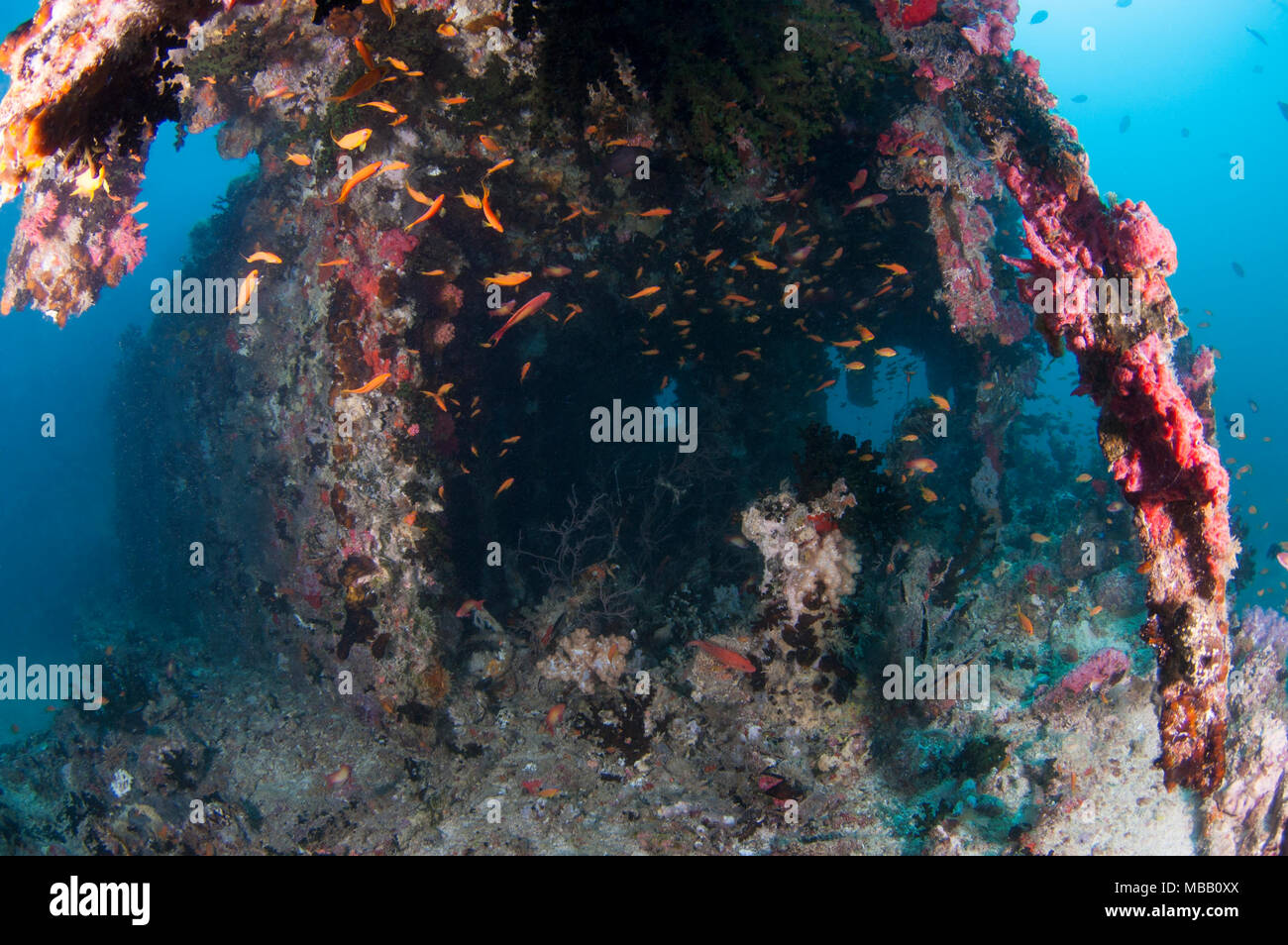 Sitio de Buceo en astillero Lhaviyani Atoll Foto de stock