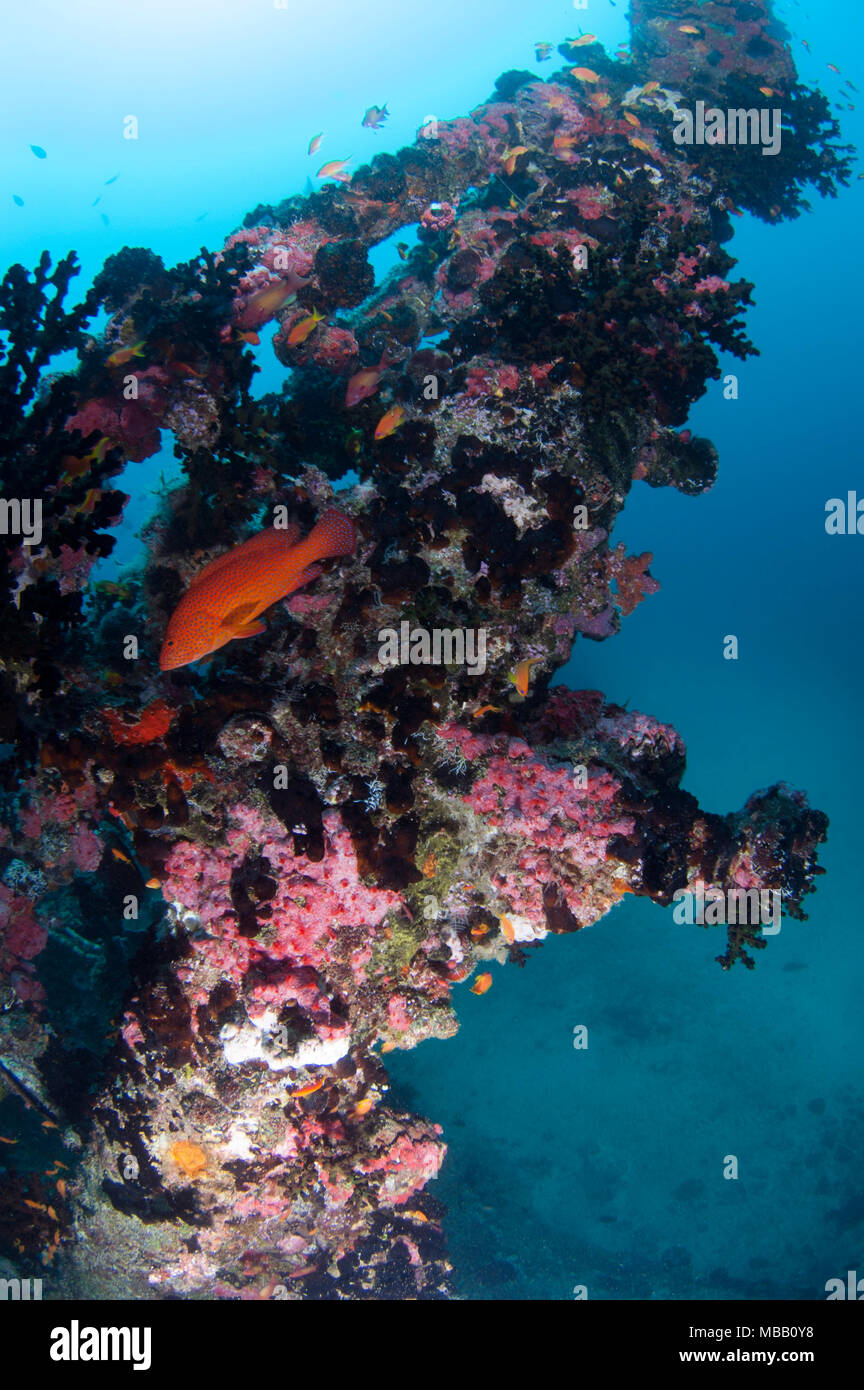 Sitio de Buceo en astillero Lhaviyani Atoll Foto de stock