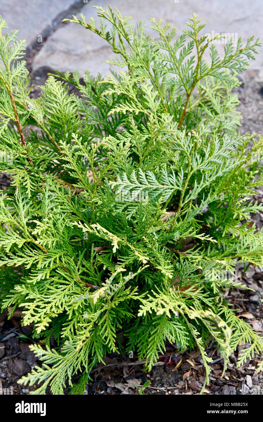 Thuja Koraiensis Fotos e Imágenes de stock - Alamy