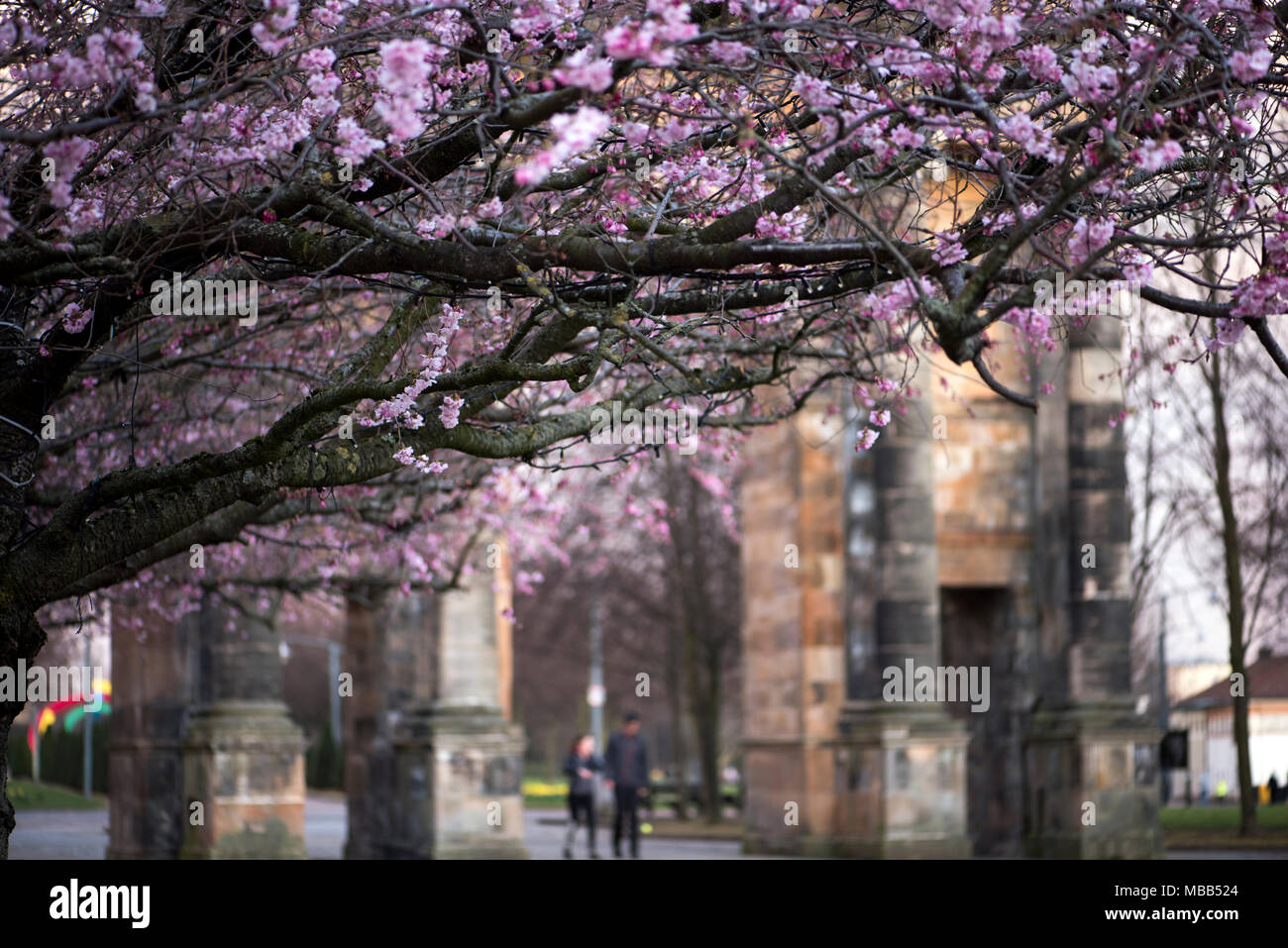Glasgow, Reino Unido. 9 abr, 2018. La primavera trae a flor de cerezo sobre árboles en el arco McLennan en Glasgow Green Credit: Tony Clerkson/Alamy Live News Foto de stock