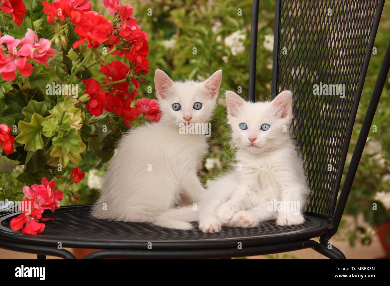 Dos gatitos blanco sentado en una silla frente de geranio Foto de stock