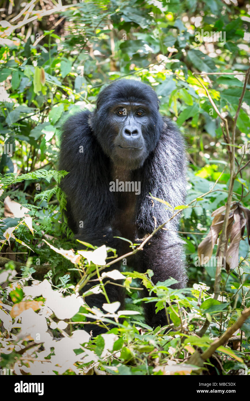 Gorila de montaña (gorilla beringei beringei) en el bosque lluvioso, el Parque Nacional Impenetrable de Bwindi, Uganda Foto de stock