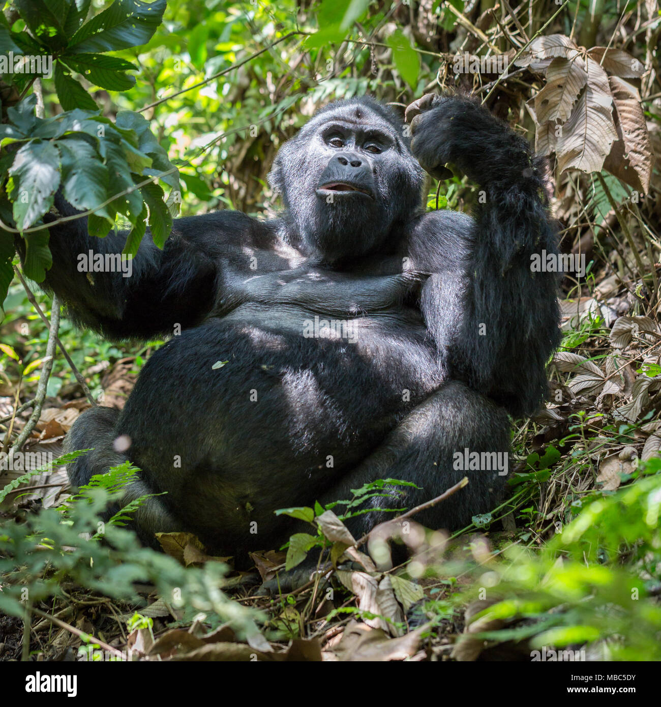 Gorila de montaña (gorilla beringei beringei) se sitúa en la selva, el Parque Nacional Impenetrable de Bwindi, Uganda Foto de stock