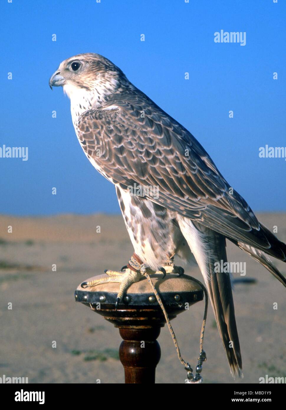 Los halcones en el desierto de Kuwait, utilizados para cazar criaturas del desierto. Foto de stock