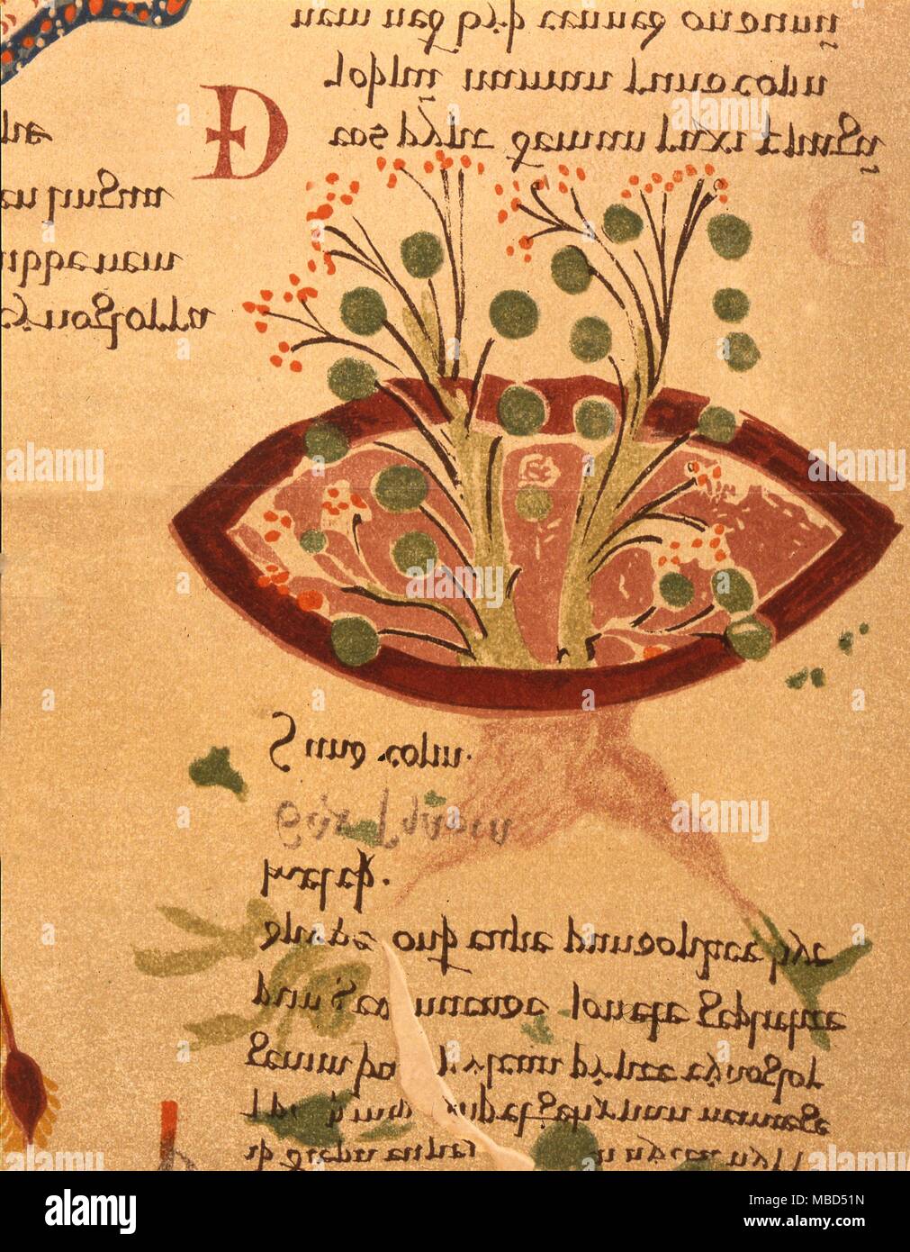 Herbal, saxifraga granulata, Detalle de un anglosajón herbal, c.1050 AD, el 'herbario y Medicina de Quadrupedibus'. De Cockayne 'Leechdoms'. Foto de stock