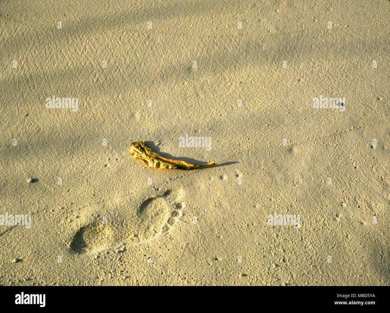 Huella en la arena, simbolizando la presencia de otro. El símbolo se deriva de la experiencia de Robinson Crusoe ver primero la impresión en la arena del hombre Viernes . Foto de stock