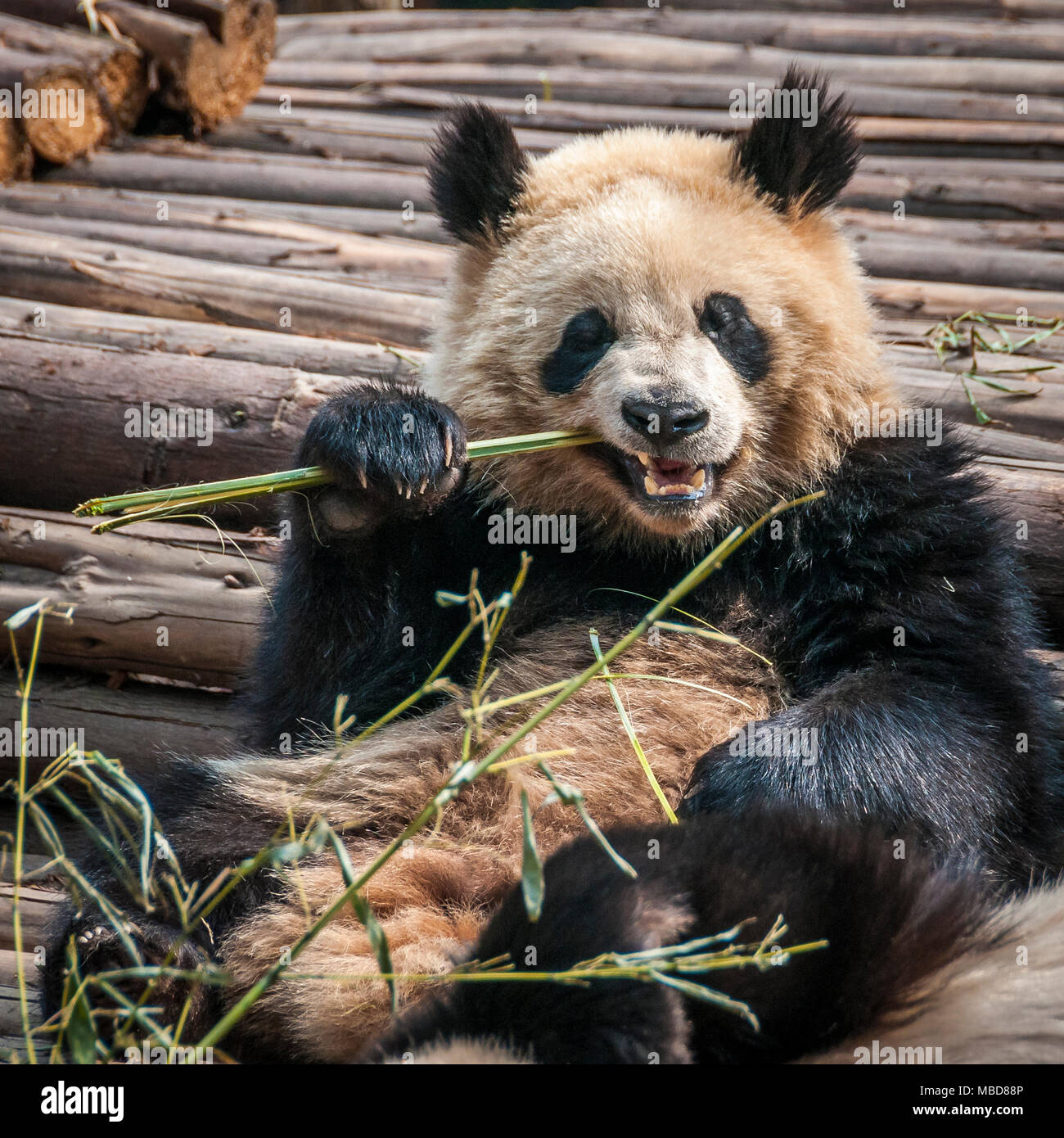 Un panda gigante en un alojamiento en Chengdu Base de investigación de pandas gigantes en China cría Foto de stock