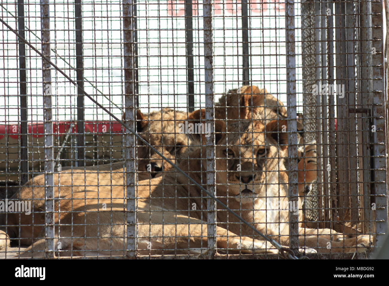 El león se asienta en una jaula y mirada triste a través de las rejas. Foto de stock