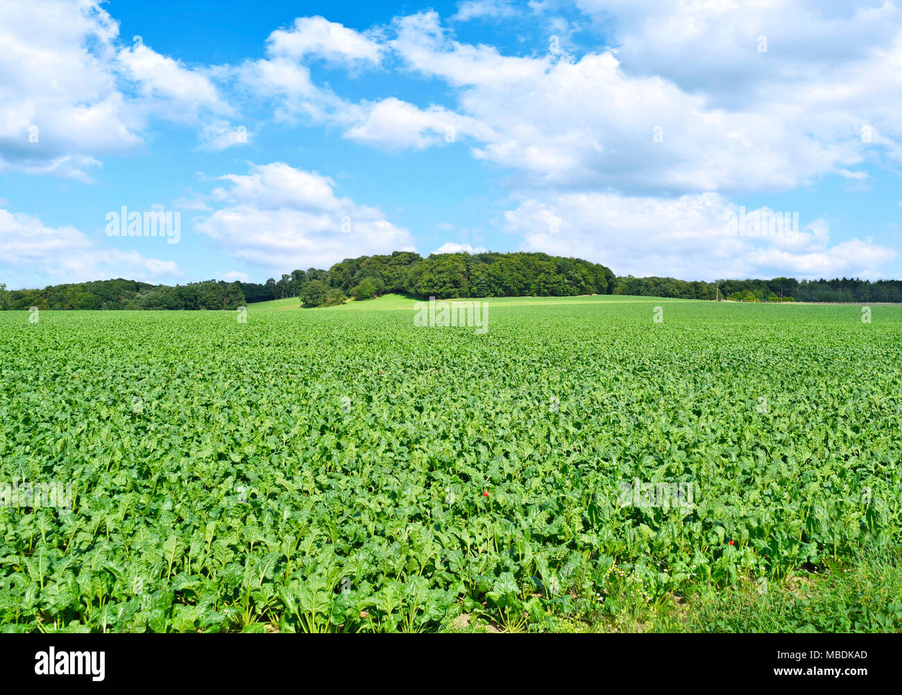 Campos Verdes, tierras de cultivo o campo con campos cultivados y luz solar. Foto de stock
