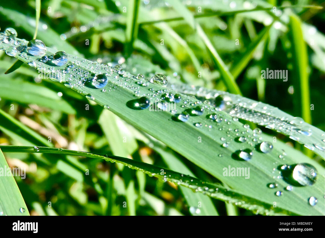 La pasto verde fondo con gotas de rocío o gotas de lluvia. Foto de stock