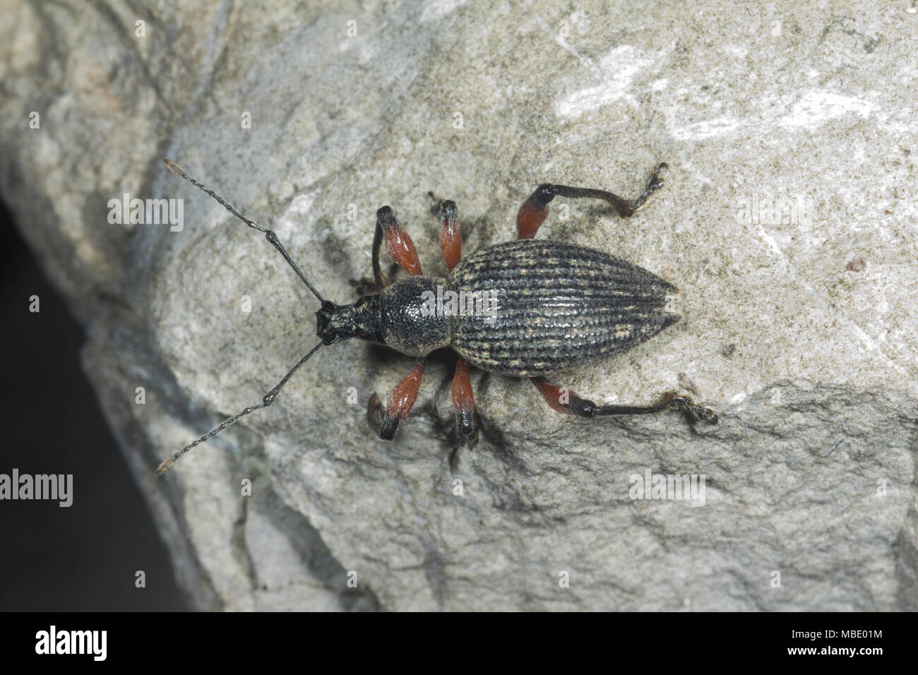 Un picudo negro y naranja (Curculionoidea) sobre una roca en Italia Foto de stock