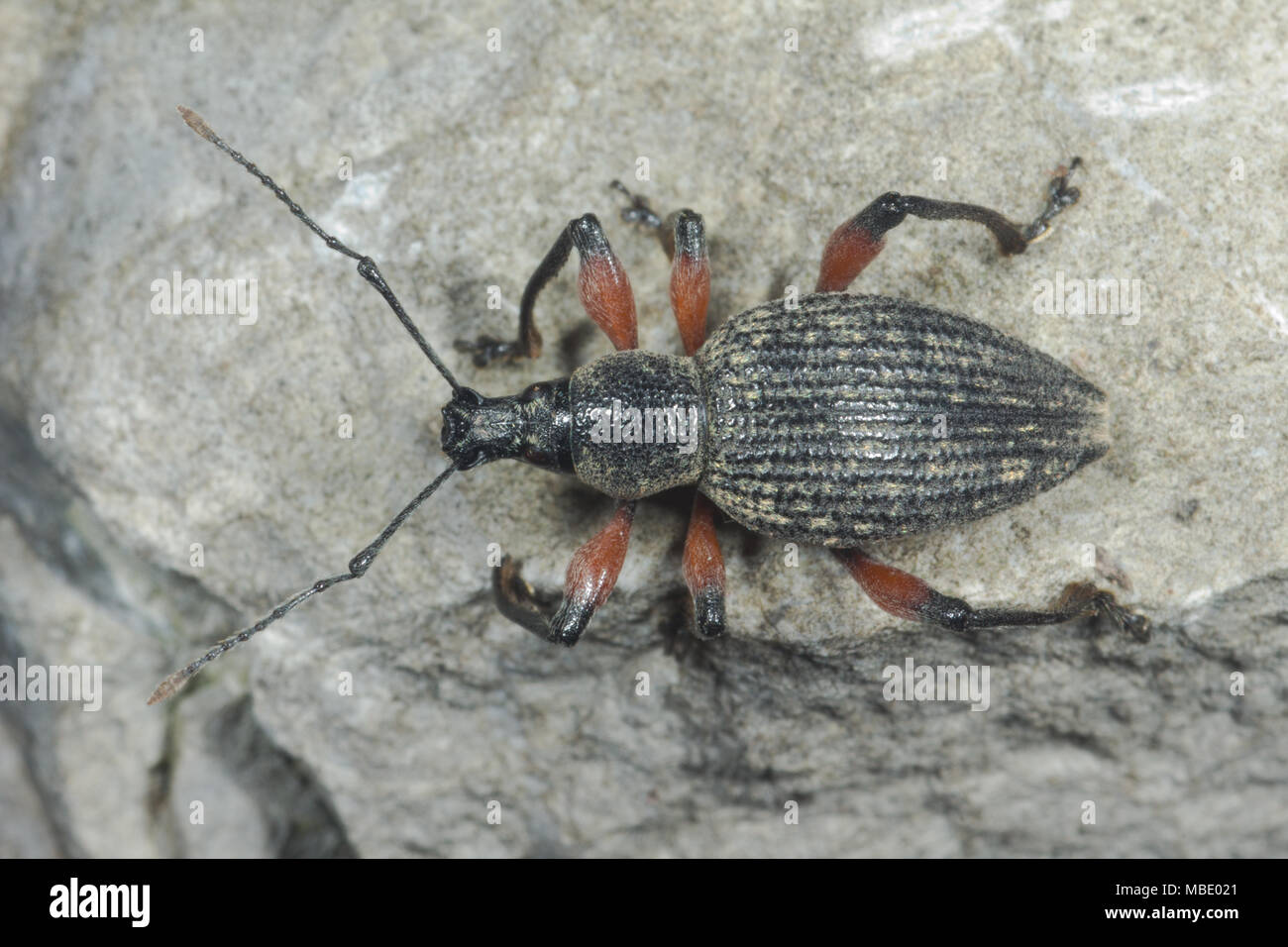 Un picudo negro y naranja (Curculionoidea) sobre una roca en Italia Foto de stock