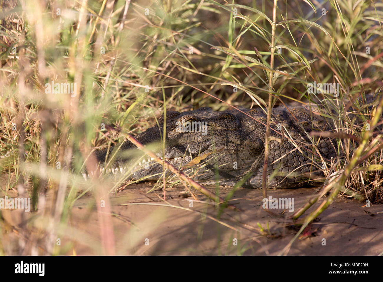 Entre los juncos de cocodrilos en las orillas del río Zambezi, cerca de Victoria Falls en Zimbabwe. La croc (Crocodylus niloticus) mira a través de los juncos. Foto de stock
