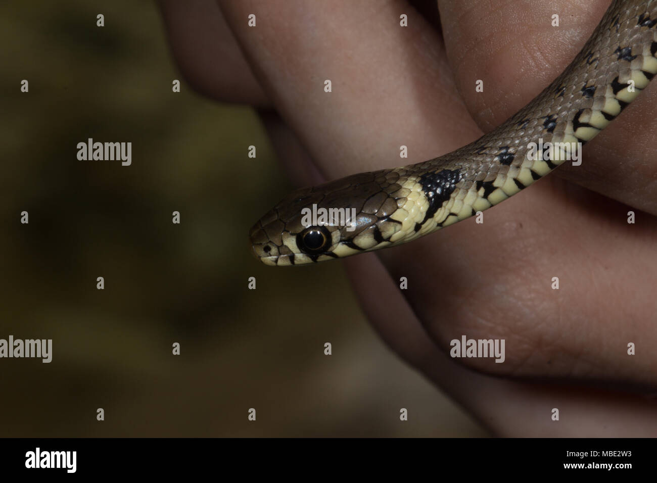 Una culebra de juveniles silvestres (Natrix natrix) que se celebra en Italia Foto de stock