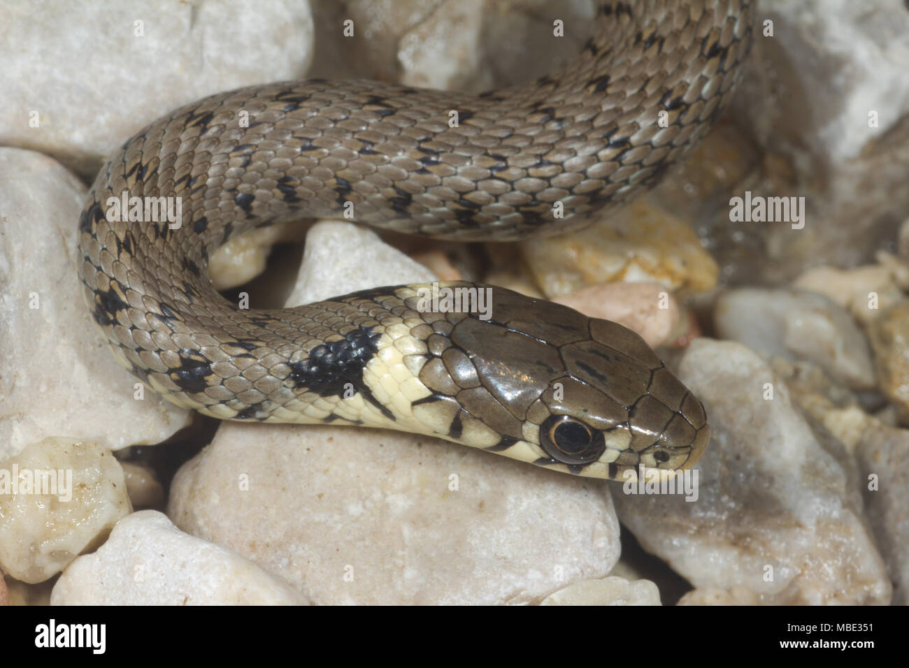 Vista aérea de una culebra de menores (Natrix natrix) en Italia Foto de stock