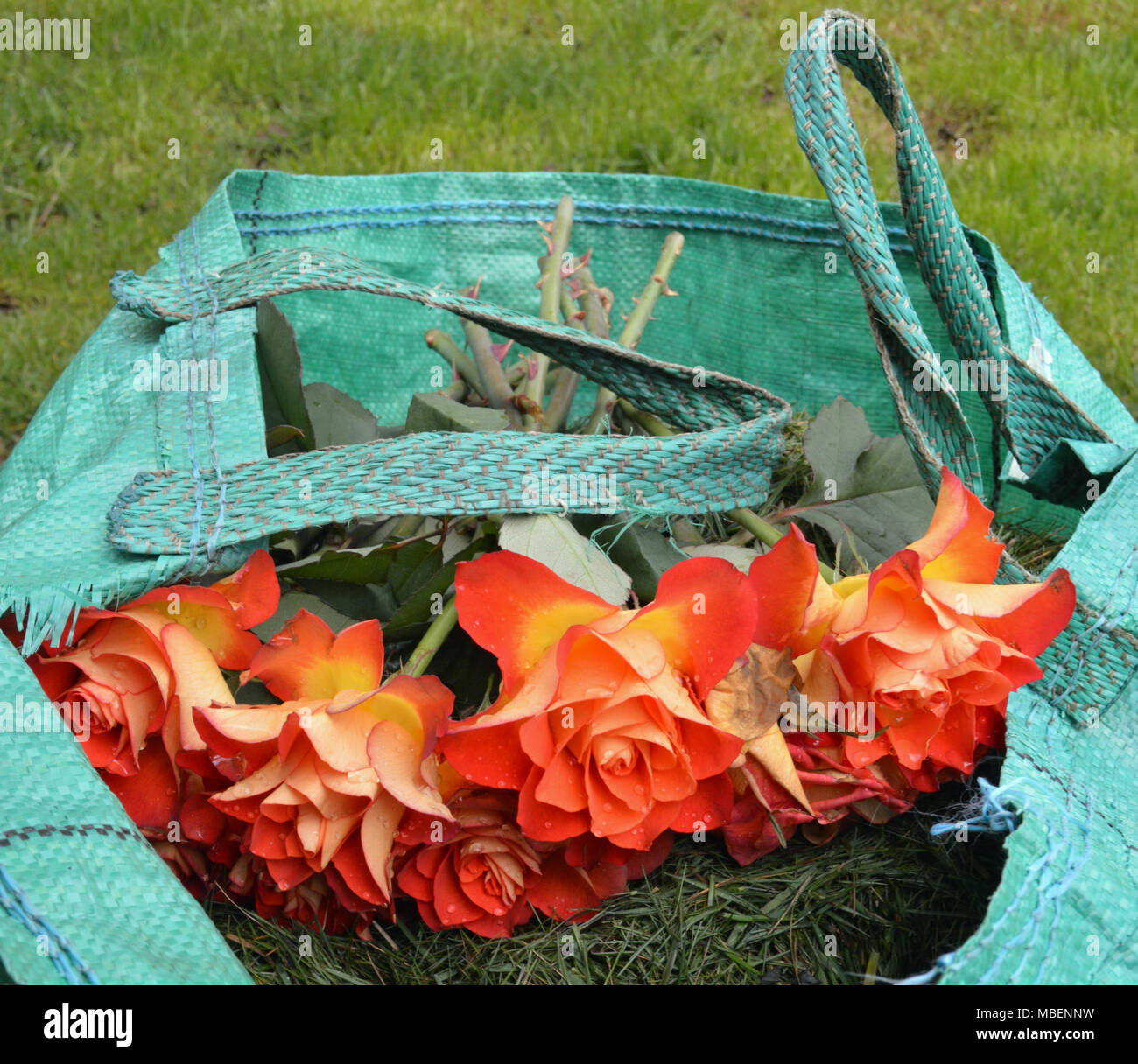 basura Personas mayores lado fajin de flores para vestido Subordinar  filtrar café