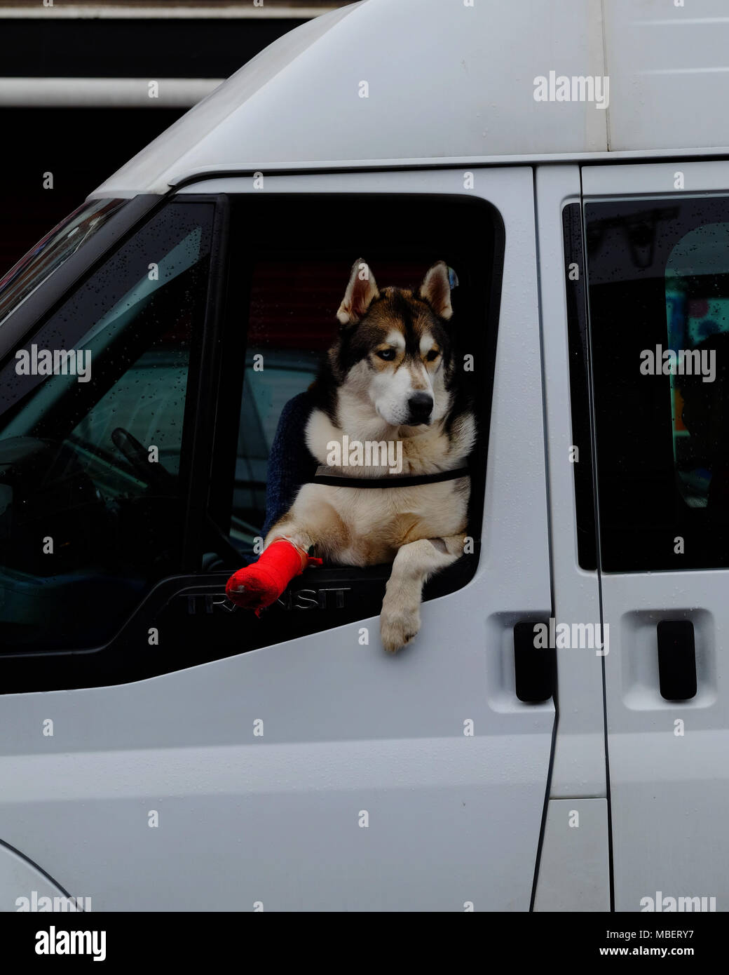 Un hermoso perro Husky de 2 años con una pierna rota se asoma de la ventana de una furgoneta en la grada, su pierna en un yeso rojo Foto de stock