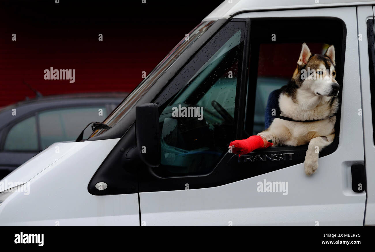 Un hermoso perro Husky de 2 años con una pierna rota se asoma de la ventana de una furgoneta en la grada, su pierna en un yeso rojo Foto de stock