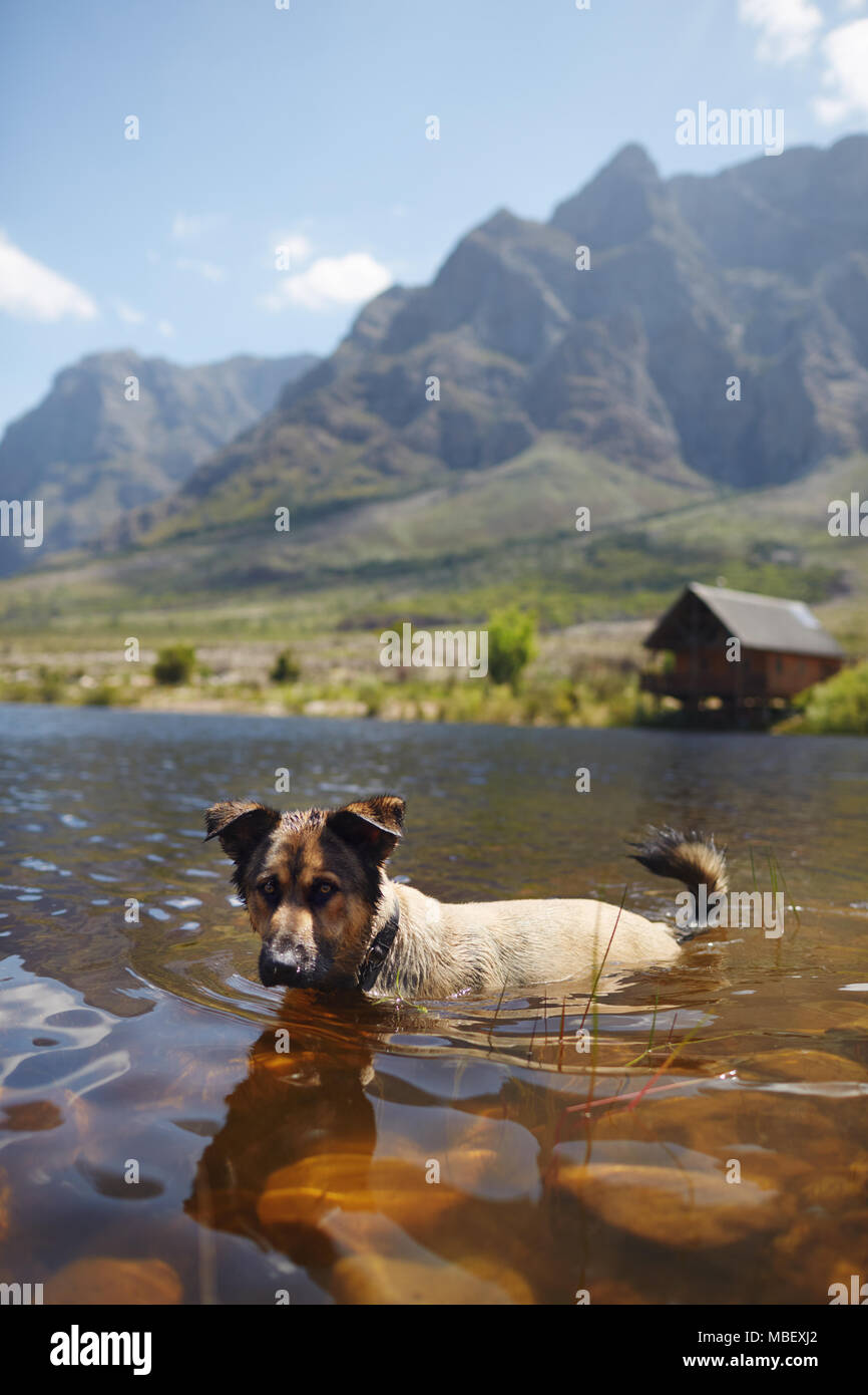 Retrato perro nadar en el lago soleado de verano Foto de stock