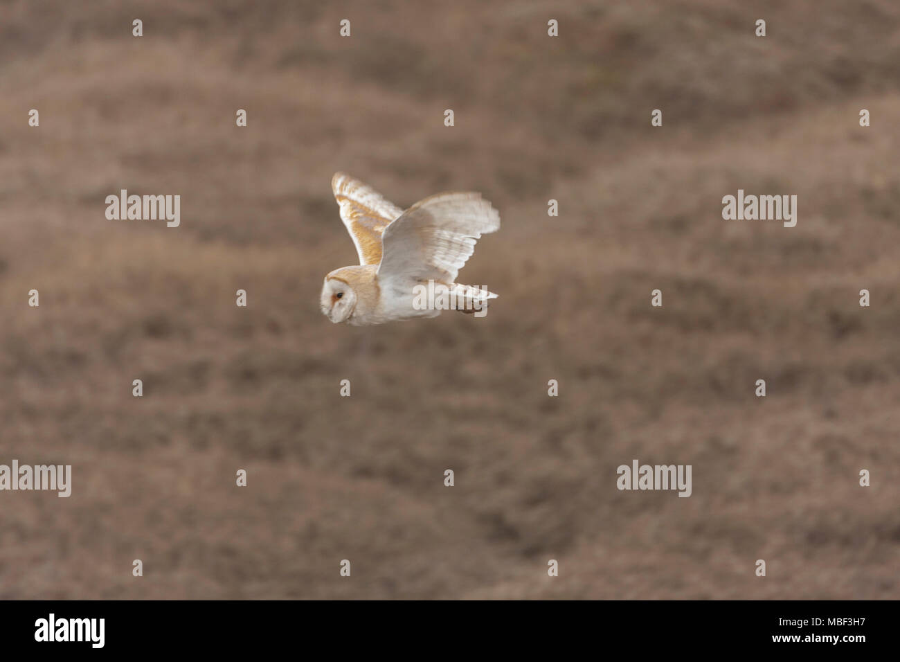 Vista lateral de una salvaje Lechuza de Campanario (Tyto alba) se dispararan y caza a lo largo de los pantanos vespertinos, Norfolk UK. En vuelo, no cautivo Foto de stock