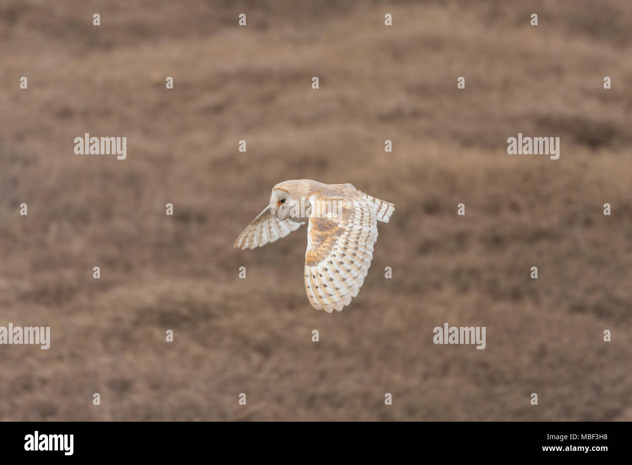 Vista lateral de una salvaje Lechuza de Campanario (Tyto alba) se dispararan y caza a lo largo de los pantanos vespertinos, Norfolk UK. En vuelo, no cautivo Foto de stock