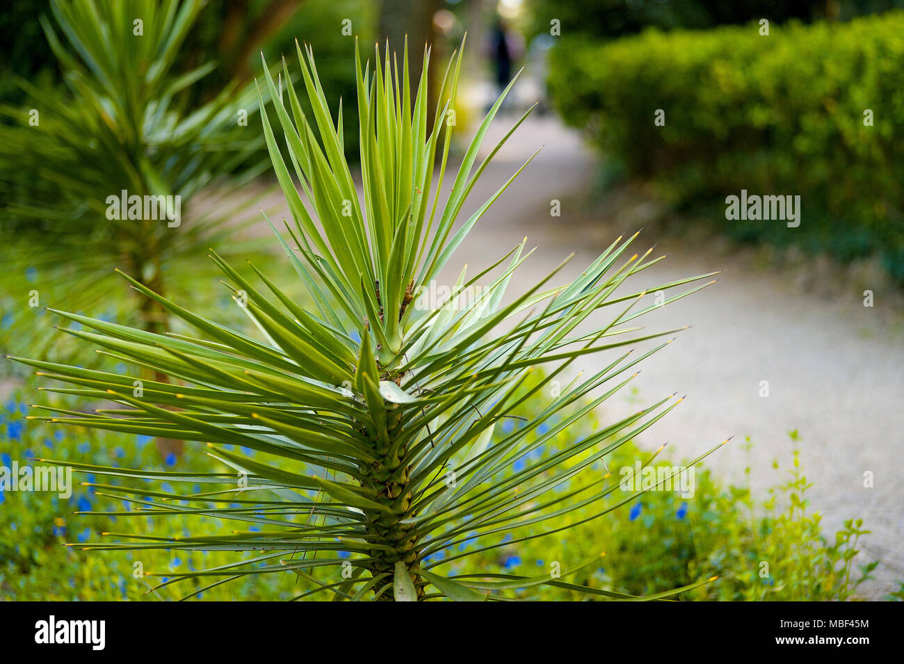 Sun sobre verdes hojas de palmera Palm Background de la naturaleza. Foto de stock