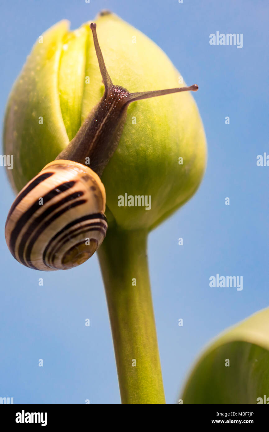 Caracol en un tulipán Foto de stock