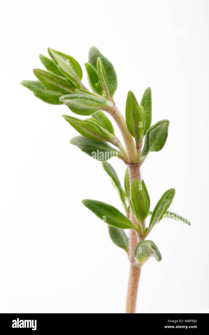 Thyme-Thymus vulgaris de un supermercado en el Reino Unido utiliza para aromatizar varias recetas. Foto de stock