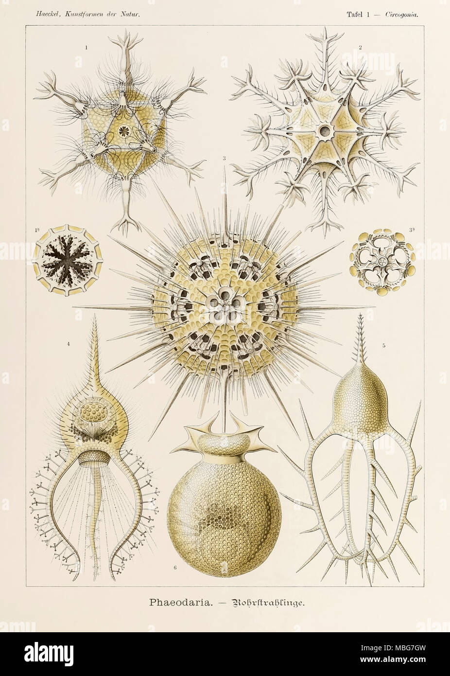 Placa 1 Circogonia Phaeodaria desde "Kunstformen der Natur" (formas artísticas en la naturaleza), ilustrado por Ernst Haeckel (1834-1919). Ver más información a continuación. Foto de stock