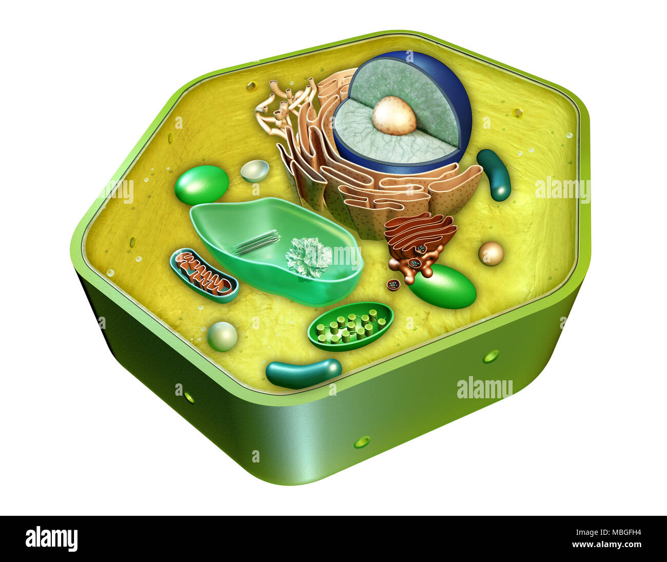 Estructura interna de una célula vegetal. Ilustración Digital. Trazado de recorte incluido. Foto de stock