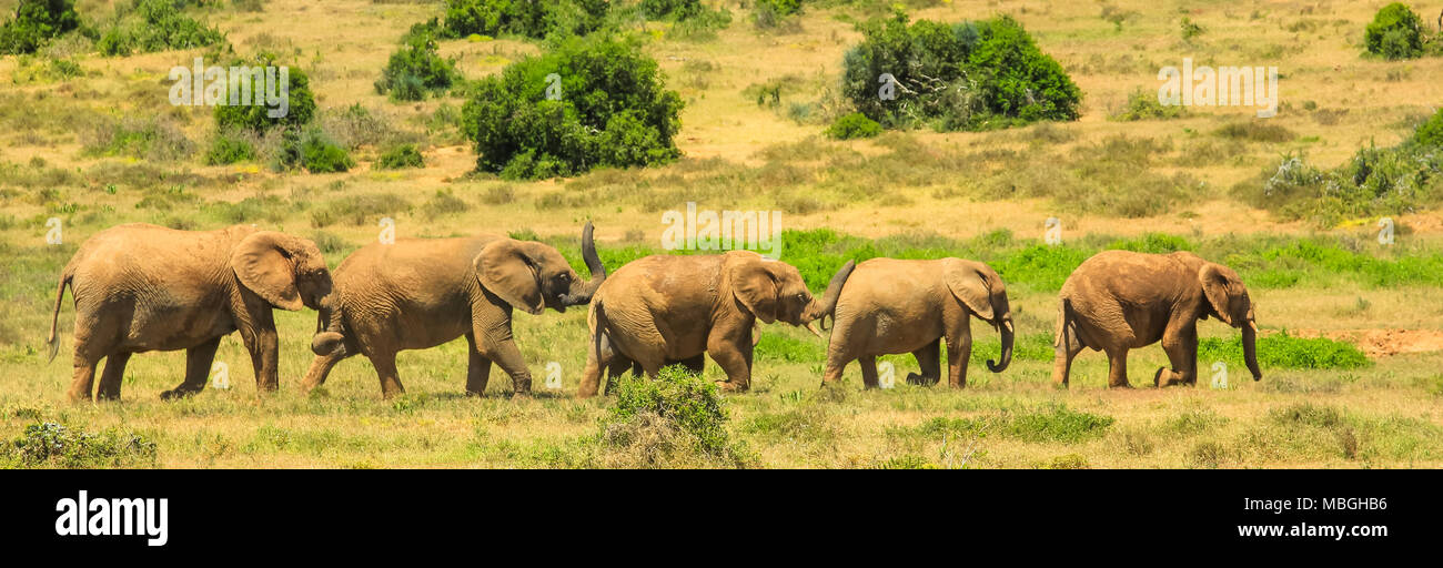 Panorama de cinco elefantes caminando en una fila en el Parque Nacional de  Elefantes Addo, Cabo Oriental, a 70 km de Port Elizabeth, en Sudáfrica. La  temporada de verano. Día soleado Fotografía
