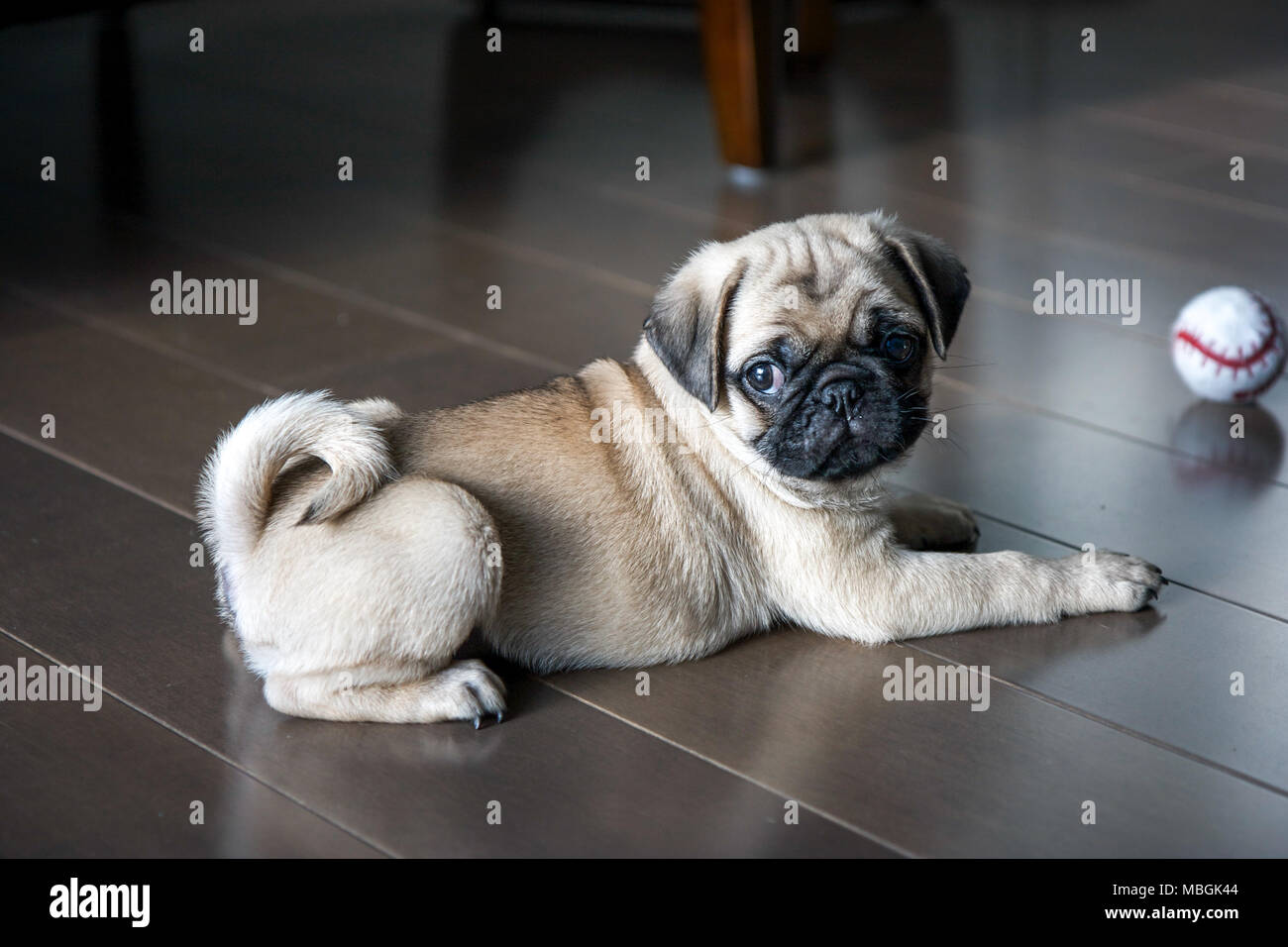 Cachorro de Pug jugando en el piso Foto de stock