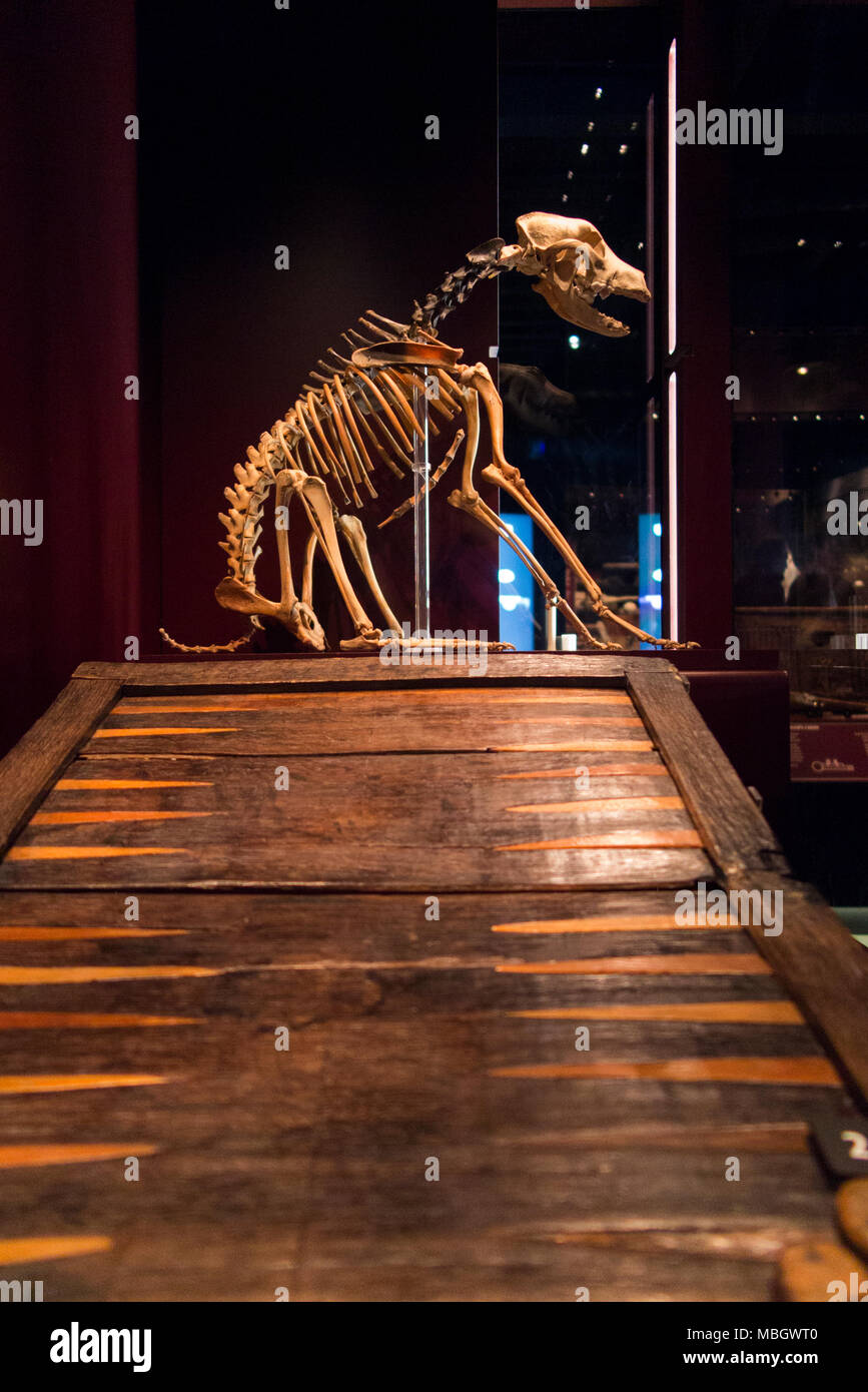 Esqueleto de un perro y principios de tablero de backgammon en exhibición en el Museo Mary Rose. Fue recuperada del pecio del Mary Rose. Historic Dockyard, Portsmouth, Reino Unido. Foto de stock